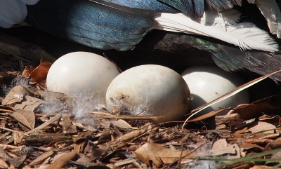 [Three eggs are in the sunlight amid the landscaping and downy feathers of the nesting area. The one nearest the camear has clear bubbles of liquid coming from the right side. There is a dark spot with lines coming from it on the left front of that same egg.]